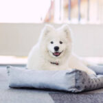 Young Samoyed lying and resting on a pet bed