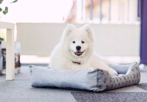 Young Samoyed lying and resting on a pet bed